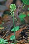 Malaxis bayardii Fern.