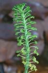 Malaxis bayardii Fern.