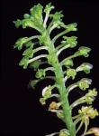 Malaxis bayardii Fern.