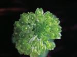 Malaxis bayardii Fern.