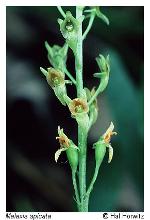 Malaxis spicata Swartz
