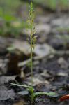 Malaxis spicata Swartz