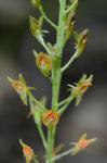 Malaxis spicata Swartz