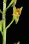 Malaxis spicata Swartz