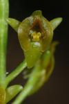 Malaxis spicata Swartz