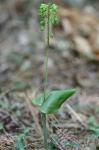Malaxis unifolia Michaux