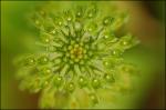 Malaxis unifolia Michaux