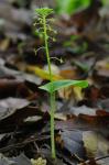 Malaxis unifolia Michaux