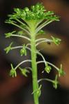 Malaxis unifolia Michaux