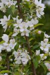 Malus baccata (L.) Borkh.