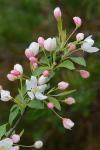 Malus baccata (L.) Borkh.