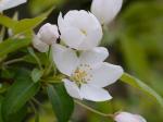 Malus baccata (L.) Borkh.