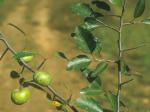 Malus coronaria (L.) P. Mill.