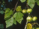 Malus coronaria (L.) P. Mill.