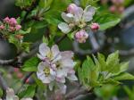 Malus domestica (Suckow) Borkh.