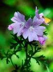 Malva moschata L.
