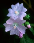 Malva moschata L.