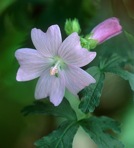 Malva moschata L.