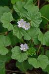 Malva neglecta Wallroth