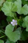 Malva neglecta Wallroth