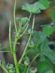 Malva neglecta Wallroth