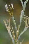 Manfreda virginica (L.) Salisbury ex Rose
