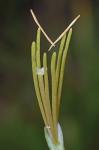 Manfreda virginica (L.) Salisbury ex Rose