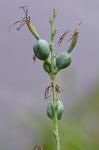 Manfreda virginica (L.) Salisbury ex Rose