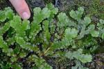 Marchantia polymorpha L.