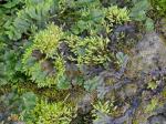 Marchantia polymorpha L.