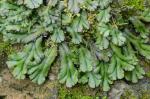Marchantia polymorpha L.