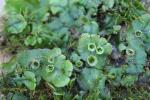 Marchantia polymorpha L.