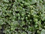Marchantia polymorpha L.