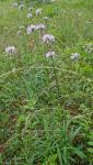 Marshallia legrandii Weakley