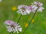 Marshallia legrandii Weakley