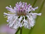 Marshallia legrandii Weakley
