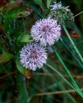 Marshallia legrandii Weakley