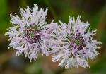 Marshallia legrandii Weakley