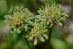 Marshallia obovata (Walt.) Beadle & F.E. Boynt. var. obovata