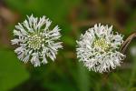 Marshallia obovata (Walt.) Beadle & F.E. Boynt. var. obovata