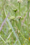 Marshallia obovata (Walt.) Beadle & F.E. Boynt. var. obovata