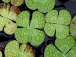 Marsilea mutica Mettenius