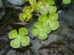 Marsilea mutica Mettenius
