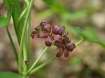 Matelea carolinensis (Jacq.) Woods.