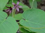 Matelea carolinensis (Jacq.) Woods.