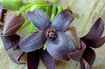 Matelea carolinensis (Jacq.) Woods.