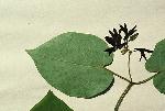 Matelea decipiens (Alexander) Woods.