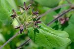 Matelea decipiens (Alexander) Woods.