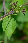 Matelea decipiens (Alexander) Woods.