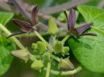Matelea decipiens (Alexander) Woods.